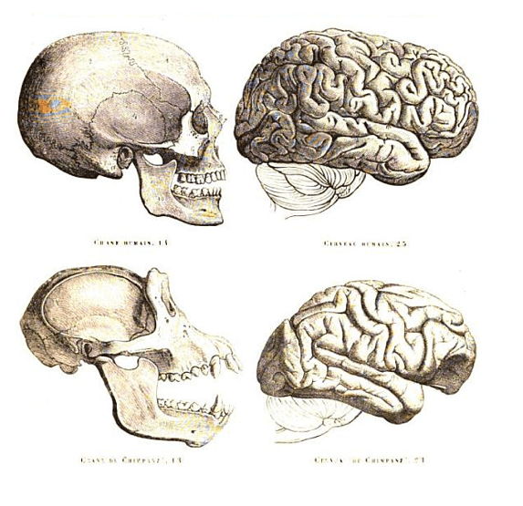 Differenze di cranio e cervello tra uomo e scimmia antropomorfa